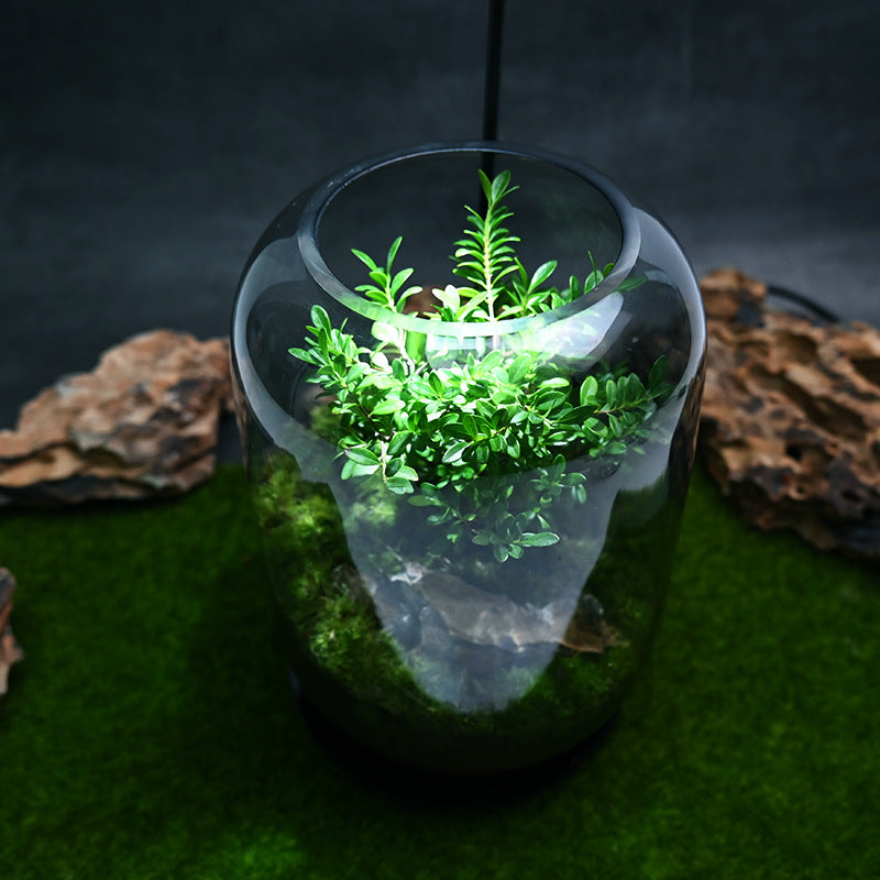 Handmade "Tree of Life" Glass Terrarium – Zero-Maintenance Desktop Greenery - Fa'Ra Way