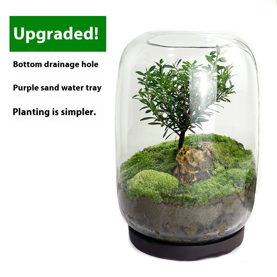 Handmade "Tree of Life" Glass Terrarium – Zero-Maintenance Desktop Greenery - Fa'Ra Way