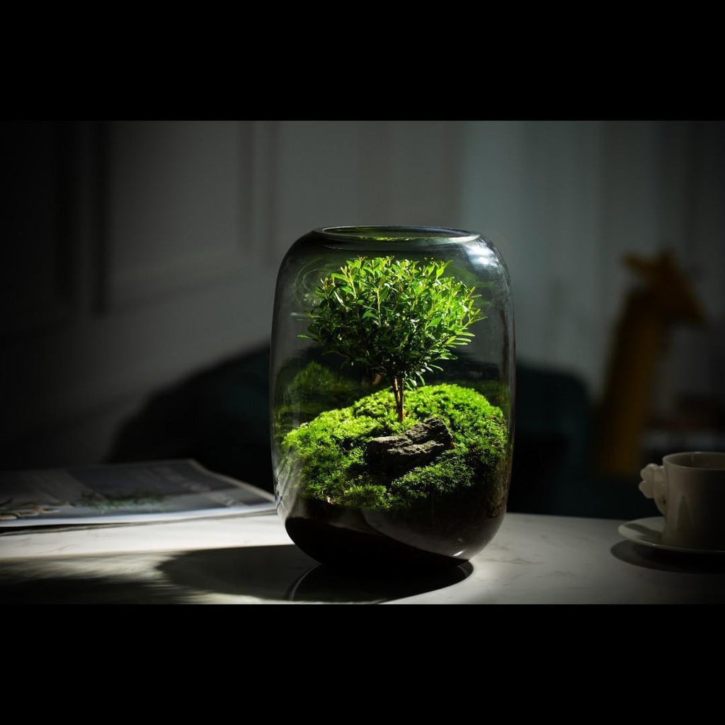 Handmade "Tree of Life" Glass Terrarium – Zero-Maintenance Desktop Greenery - Fa'Ra Way