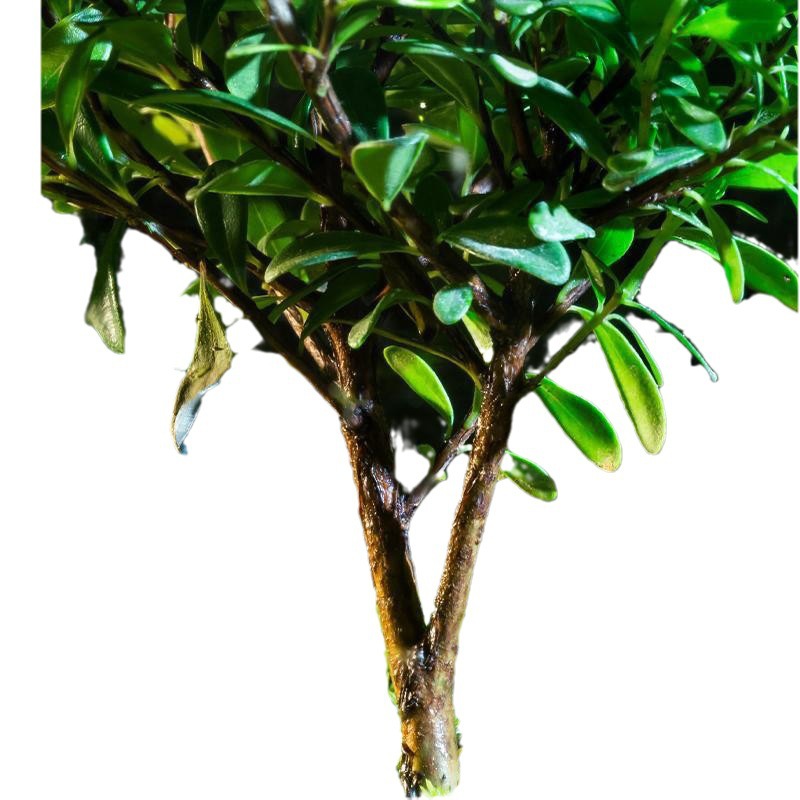 Handmade "Tree of Life" Glass Terrarium – Zero-Maintenance Desktop Greenery - Fa'Ra Way
