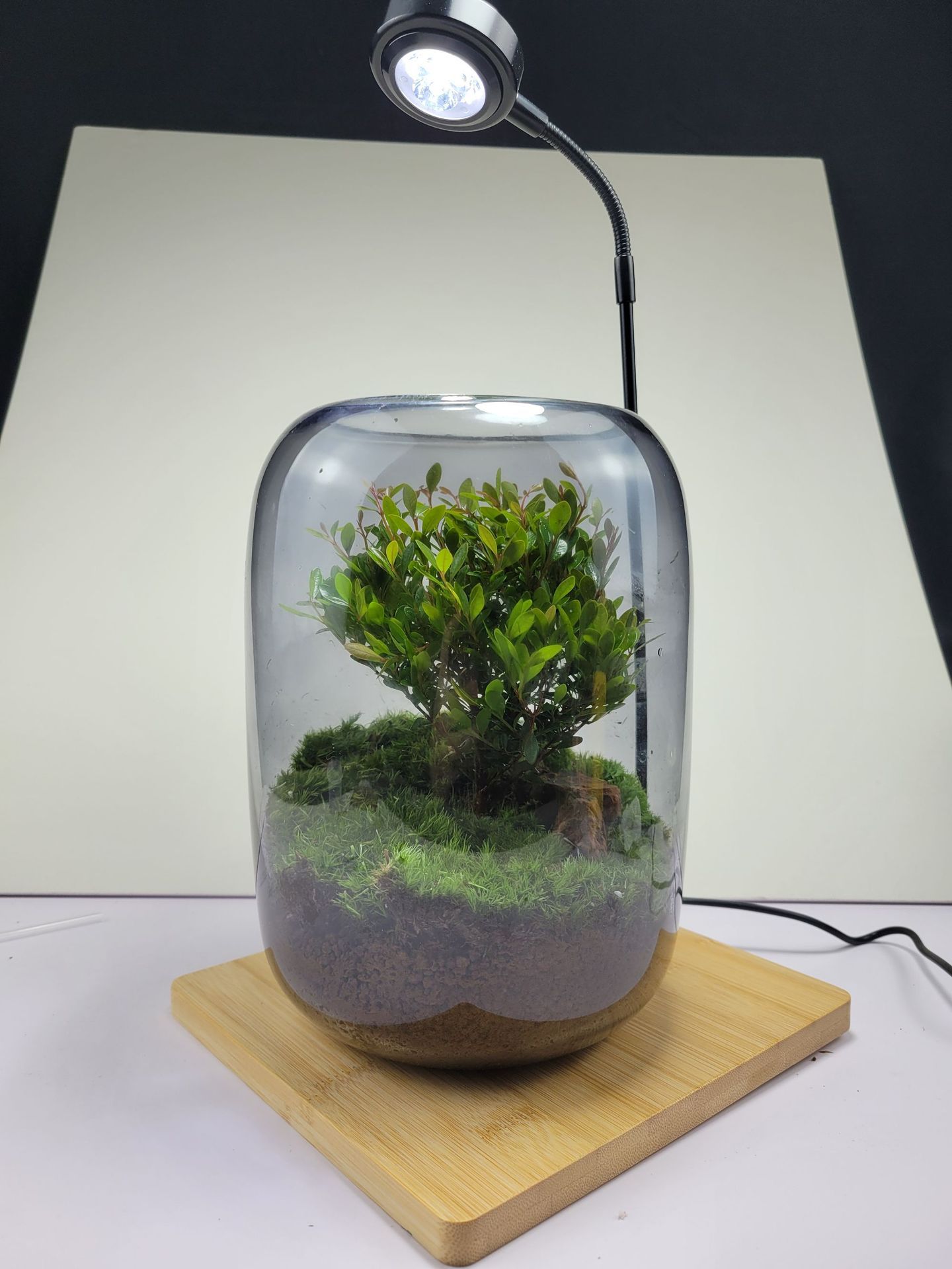 Handmade "Tree of Life" Glass Terrarium – Zero-Maintenance Desktop Greenery - Fa'Ra Way