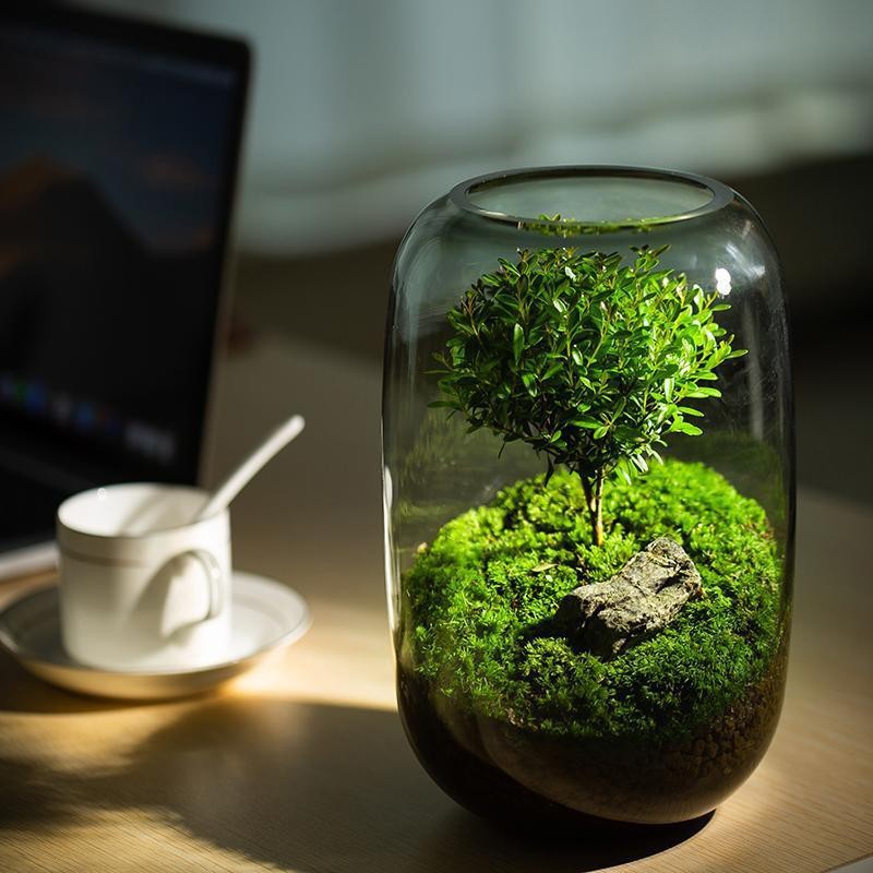 Handmade "Tree of Life" Glass Terrarium – Zero-Maintenance Desktop Greenery - Fa'Ra Way